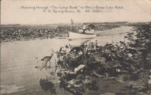 SPRING GROVE, IL  Otto's Grass Lake Hotel THE LOTUS BEDS motor boat  postcard - Picture 1 of 2
