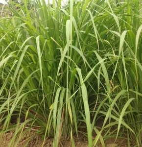 100+Lemongrass Seeds West Indian Culinary Herb perennial plant seeds USA - Picture 1 of 5