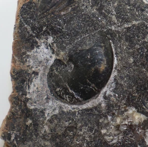 Goniatit, Tornoceras typum, Devon, Frasne, Bad Wildungen, Deutschland -k504 - Picture 1 of 3