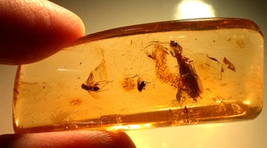 Ultra seltener riesiger Webspinner mit Fliegen in kolumbianischem Copal Bernstein Fossil - Bild 1 von 17