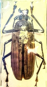 1 A-1 Xixuthrus lunicollis 109mm Longhorn Beetle, Real Unmounted Beetle - Picture 1 of 2
