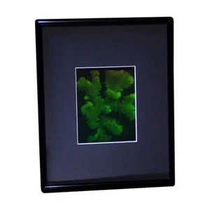 3D KORALLEN Hologramm Bild gerahmt, Sammlerstück auf Silberhalogenid Typ Film - Bild 1 von 7
