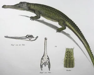 1833 H. Schinz (b1777) Indian Crocodile, handcoloured stone lithograph, reptile - Picture 1 of 2