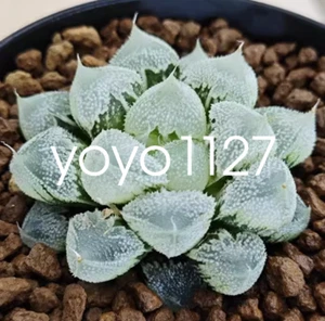 Haworthia obtusa Succulent plants potted Home Garden decoration Plants 3-5cm - Picture 1 of 7