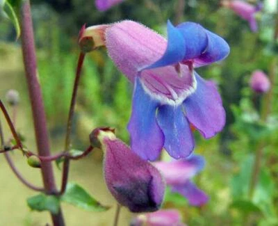Penstemon spectabilis | Lengua para barba | Orgullo de la montaña | 150 semillas Foto 1 de 4