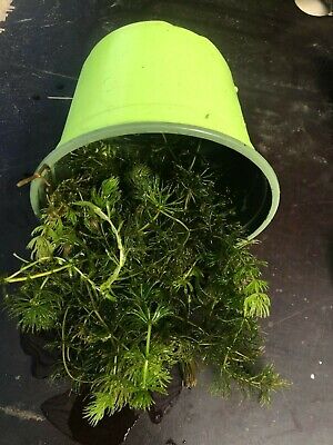 Ceratophyllum  0,6l Plante  Vrac PORTION SPECIAL BASSIN Oxygenante  • 3.49€
