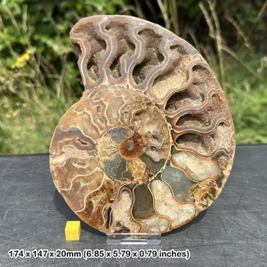 Giant cut & polished ammonite single fossil ammonoids - impressive specimen - Picture 1 of 1