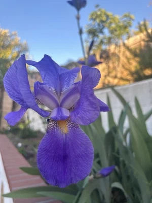 Tall purple Heirloom Bearded Iris , bare root, Pond lily - Image 1 of 4