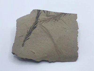 Metasquoia Branchlet From Beaver Head County Montana - Image 1 of 4