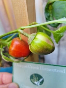 Abwechslungsreiche Baby BELL Pfeffersamen Mini Paprika einzigartig Creek Gehöft zertifiziert - Bild 1 von 24