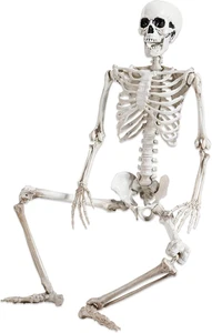 36" Halloween Skeleton Decorations,Human Bones for Halloween Party with Movable - Picture 1 of 11