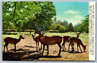 Postcard Japan c1950s Kasuga Deer Grazing in Nara Park Nara BA12