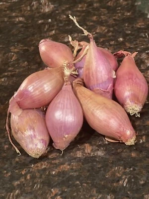 Shallots (3) Large Bulbs~For Planting or Eating~Organic - Image 1 of 2