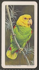BROOKE BOND (TEA)-(USA) TROPICAL BIRDS 1964-#15- YELLOW HEADED PARROT