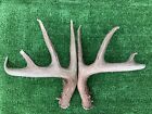 Heavy+Matching+10+Point+150+Class+Set+Of+Wild+Whitetail+Deer+Shed+Antlers