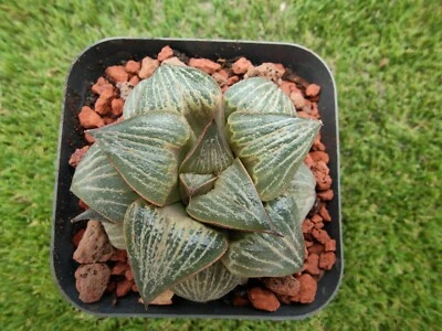 Haworthia splendens ‘Kurenai Joou’ , Red Snapper, large 8cm diameter - Image 1 of 3