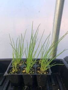 Onion Live Plants - Seedlings/Plugs- 4"- 6" tall - 30-50 days old - Picture 1 of 7