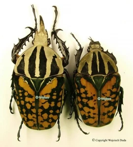 Mecynorrhina oberthuri decorata - male, beautiful, Huge! 70mm and 49mm - Imagen 1 de 1