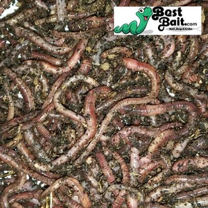 Large Panfish Worms European Nightcrawlers Free Shipping Live Arrival Guarantee - Picture 1 of 4