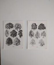 Set of 2 Vintage Black & White Botanical Wall Art Prints Tree Illustration 