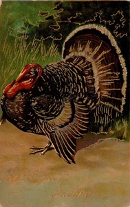 POSTCARD THANKSGIVING TURKEY GOBBLER EMBOSSED - 1910 - Picture 1 of 2