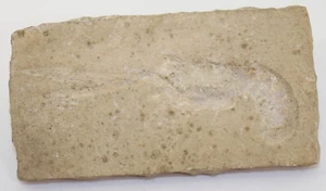 Panzerkrebs, Mecochirus sp., Jura, Tithon, Solnhofen, Deutschland -i670 - Picture 1 of 4