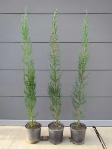 Cupressus sempervirens Mittelmeerzypresse Pflanze 70-100cm Toskana Zypresse - Bild 1 von 3