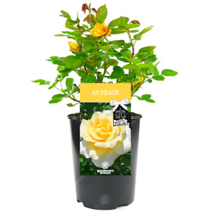 At Peace Rose - Memorial and Remembrance Gift - Live Rose Bush Plant