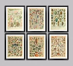 ADOLPHE MILLOT POSTERS: Flores, Hojas, Frutas, Verduras, Huevos, Impresiones de la Naturaleza - Imagen 1 de 7