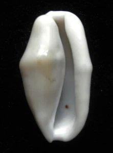 conchiglia Cyphoma gibbosa 27mm F++ - Foto 1 di 4