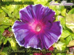 Ocean Dream Japanese Morning Glory 6 Qty - Picture 1 of 3