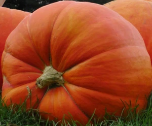 Calabaza Gigante Atlantic Giant - 17 semillas - seeds - Imagen 1 de 1