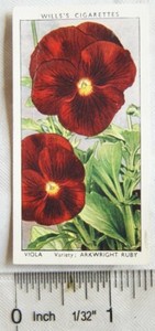 1939 Wills Garden Flowers No. 48 Viola