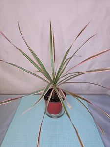 Dracaena Marginata, Dragon tree, Live Plant - Picture 1 of 4
