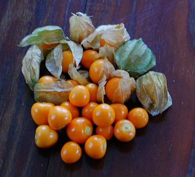 200 Samen echte Andenbeere Physalis Kapstachelbeere Inkapflaume mehrjährig - Bild 1 von 4