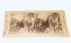 Antike neue pädagogische Serie Stereoview Karte von Goteborgs Palmenhaus in Schweden - Bild 1 von 3