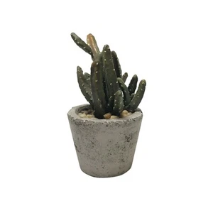 Cactus in vaso in pietra - Foto 1 di 6