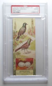 1924 V75 Patterson Candy co. Bird Card #36 Bronzed Grackel PSA 2