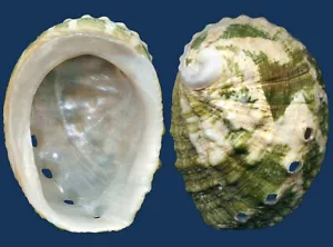 Shell Haliotis varia Seashell - Imagen 1 de 2