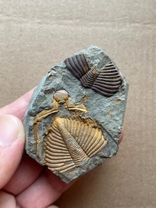 72g Silurzeit Coronocephalus Trilobit Schwanz Präparat Stein - Bild 1 von 11