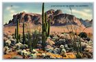 Giant Cactus on the Desert Ole Southwest View 17 Linen Postcard