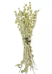 Té de montaña orgánico de Creta (Malotira) entero 100g-500g - Sideritis Syriaca - Imagen 1 de 3