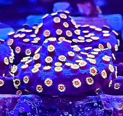 Bizarro Cyphastrea Aquaculture Saltwater SPS Coral. (1.5" frag) ''coralSLover''
