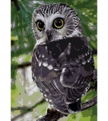 50x40 cm Malen nach zahlen Set mit Holzrahmen Eule auf einem Ast - Bild 1 von 4