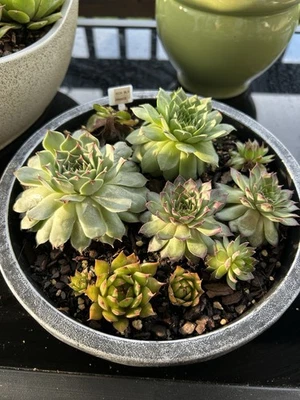 Assorted Sempervivum Live Plants - Rooted 1-3”  Each - Image 1 of 4