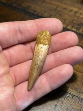 Pristine Beautiful 2.12” Spinosaurus Dinosaur Tooth Fossil Kem Kem Beds