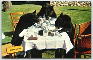 Postcard Coffee Break Black Bears Eating at Table VTG Canadian Rockies Resort - Imagen 1 de 2