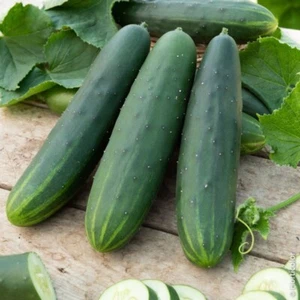 10 Graines - Concombre Marketmore (Sans Amertume) - Semences Paysannes - BIO - Picture 1 of 1