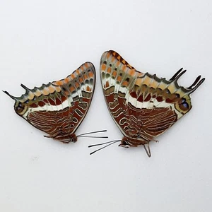 Charaxes Jasius (couple) (unmounted) 2 pieces - Imagen 1 de 1