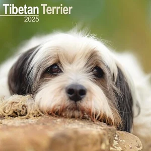 Terrier Tibetano - CALENDARIO 2025 - NUEVO - 603949 - Imagen 1 de 2